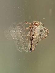 Telamona ampelopsidis