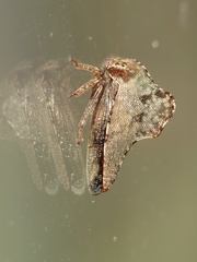 Telamona ampelopsidis