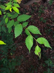 Zelkova
