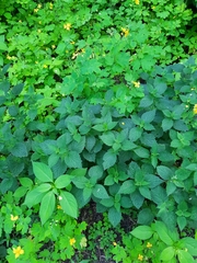 Lamium album