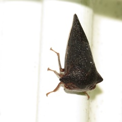 Telamona ampelopsidis