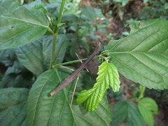 Ocnophiloidea regularis