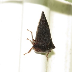 Telamona ampelopsidis