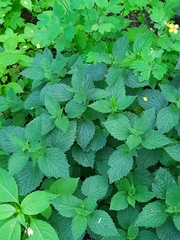 Lamium album