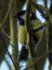 Parus major