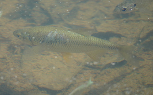 Golden shiner (Notemigonus crysoleucas) — Cyprinidae — 4