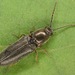 Limonius basilaris - Photo (c) skitterbug, algunos derechos reservados (CC BY), uploaded by skitterbug