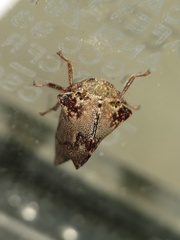 Telamona ampelopsidis