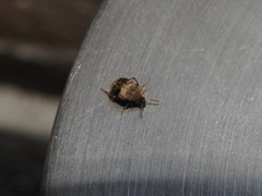 Sennius lateapicalis