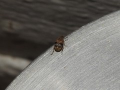 Sennius lateapicalis
