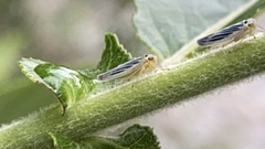 Davisonia americana
