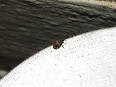 Sennius lateapicalis