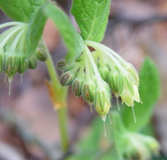 Symphytum bulbosum