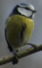 Cyanistes caeruleus