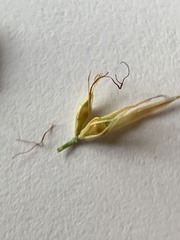 Rhynchospora glomerata angusta