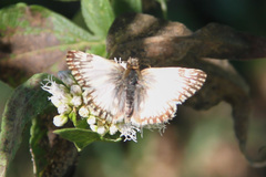 Heliopetes omrina