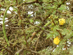 Vachellia hockii