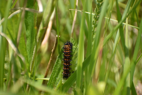 Baltimore Checkerspot photo 6