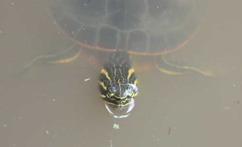 Chrysemys picta