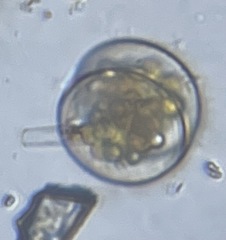 Coscinodiscophycidae