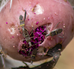 Leptoglossus cinctus