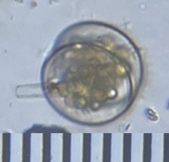 Coscinodiscophycidae