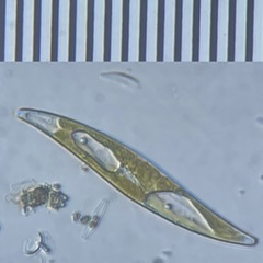 Pleurosigma