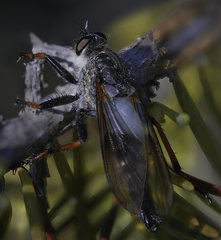 Pamponerus germanicus