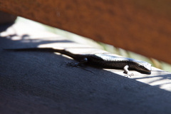 Cryptoblepharus buchananii