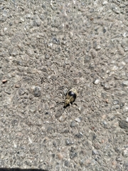 Sciaphobus squalidus