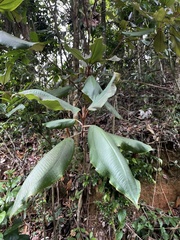 Miconia serrulata