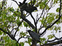 Corvus brachyrhynchos