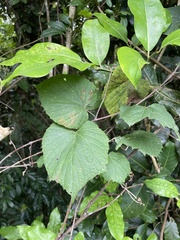 Vitis tiliifolia
