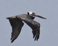 Pelecanus occidentalis