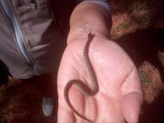 Thamnophis scaliger