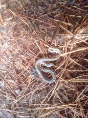 Thamnophis scaliger