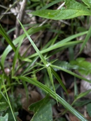Rhynchospora radicans microcephala