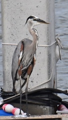 Ardea herodias