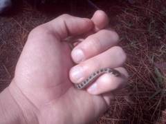 Thamnophis scaliger