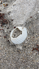 Anadara brasiliana