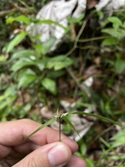 Rhynchospora radicans microcephala