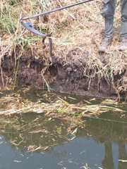 Crotalus polystictus