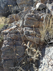 Bahiopsis reticulata