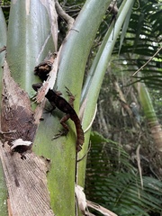 Anolis gundlachi