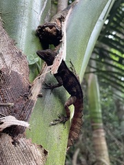 Anolis gundlachi