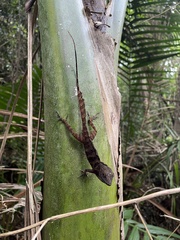 Anolis gundlachi