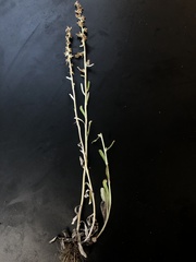 Gamochaeta argyrinea