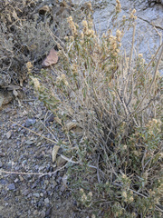 Brickellia longifolia