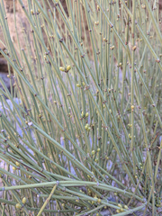 Ephedra funerea