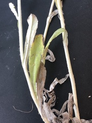 Gamochaeta argyrinea